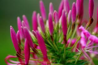 花花草草的微头条,探寻自然之美，感受生命律动