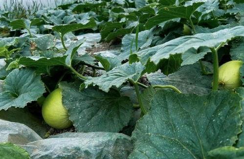 成都地产圈吃瓜,揭秘幕后“吃瓜”大事件