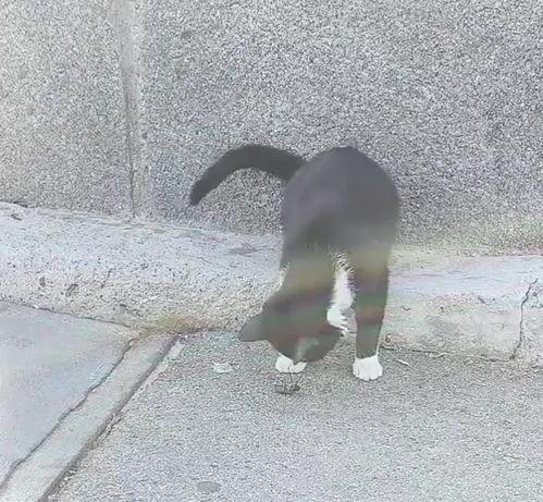 头条驴哥,头条驴哥带你领略网络世界的趣味与智慧