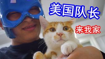 萌猫宝哥哥头条号,揭秘猫咪界的网红明星