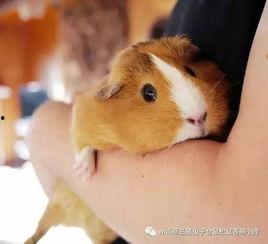 荷兰猪明星,萌宠界的闪耀之星