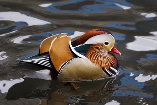 美国网红鸳鸯,跨越国界的爱情传奇