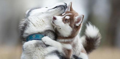 哈士奇不拆家的网红狗,拆家界的“反差萌”传奇