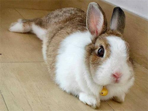 一只兔子头条搞笑,笑料横生，兔子界的欢乐日常