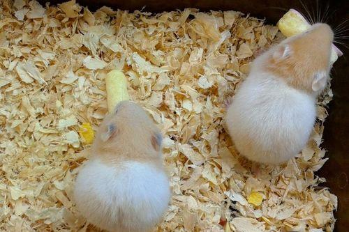 仓鼠吃不吃蜜瓜,揭秘仓鼠的饮食偏好